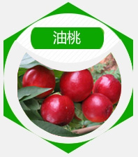 青州市益友果树苗木专业合作社油桃